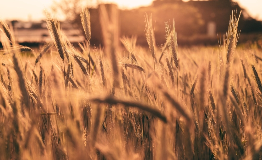 Golden field at sunset illustrating the AXEO Services sound identity created by Brandy Sound.
